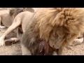 Lion feeding - antelope park Zimbabwe