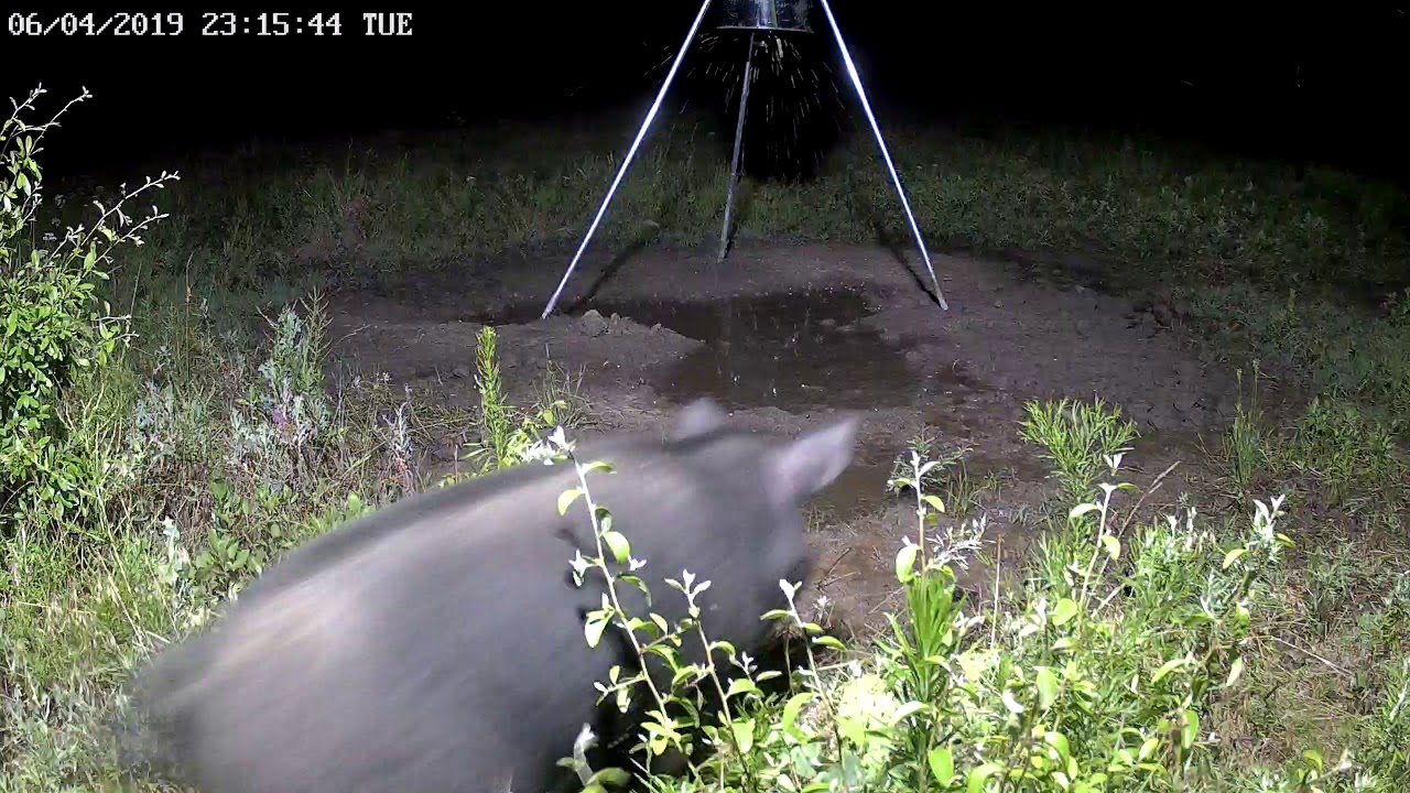 Wild Hog On Camera 6-04-19 (Feeder 4) - YouTube