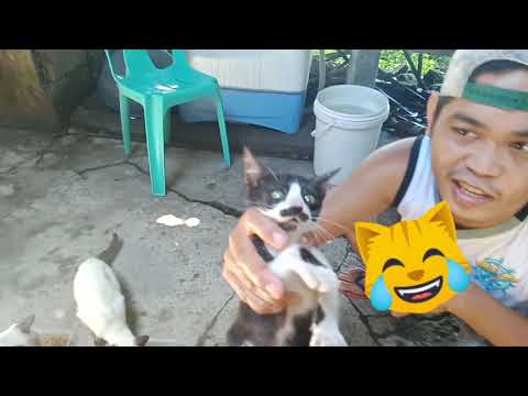 FIRST AID SA MALALANG SUGAT NG PUSA