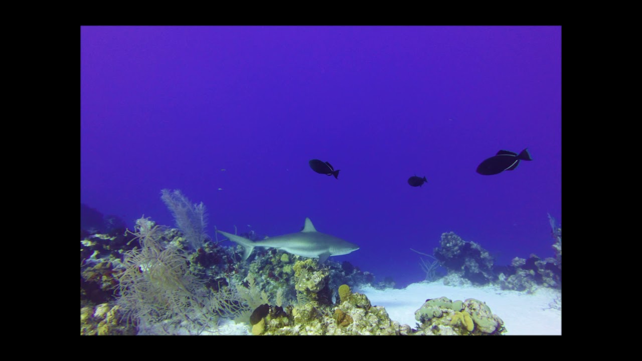 Diving San Salvador Island Bahamas YouTube