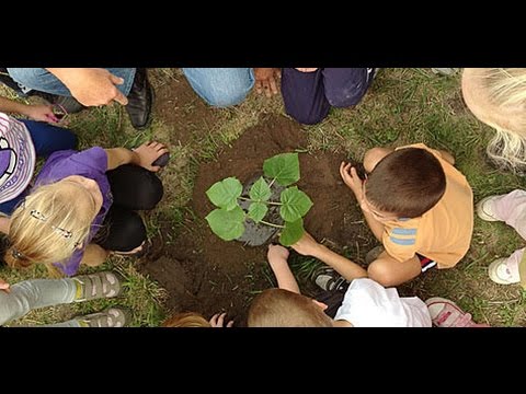 Video: Užitečné Vlastnosti A Pěstování Jetele