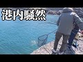 【北海道】【釣り】大爆釣に港内激震‼️衝撃のラスト2分にとんでもない大物が、、、。