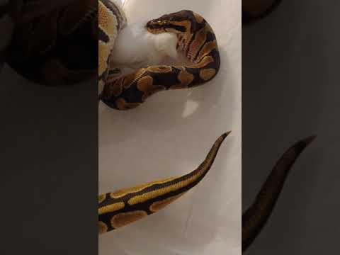 snake oil Luna Ball Python eating live mouse part 2