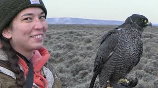 Falconry: Sage Grouse Hawking 2022 Produced by Steve Chindgren