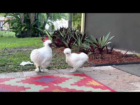 My Rooster Delta chasing me because I am bare feet 🦶