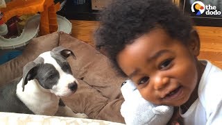 Pit Bull Puppy And Boy Grow Up Together | The Dodo