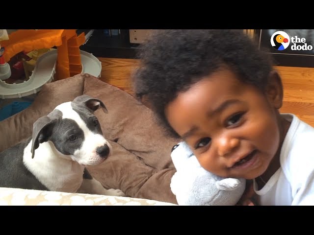 Pit Bull Puppy And Boy Grow Up Together | The Dodo