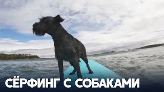 Собаки покоряют волны на чемпионате по сёрфингу в Испании