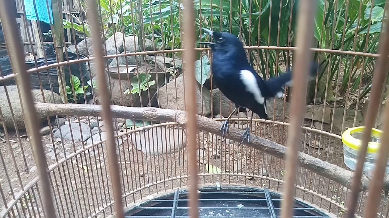 SUARA NYA BIKIN TELINGA NGIRING BURUNG KACER DADA HITAM  