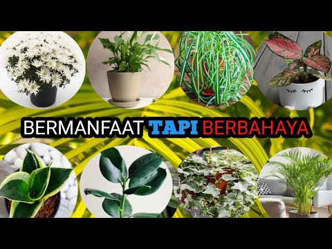 Video: Apakah tanaman dieffenbachia beracun bagi anjing?