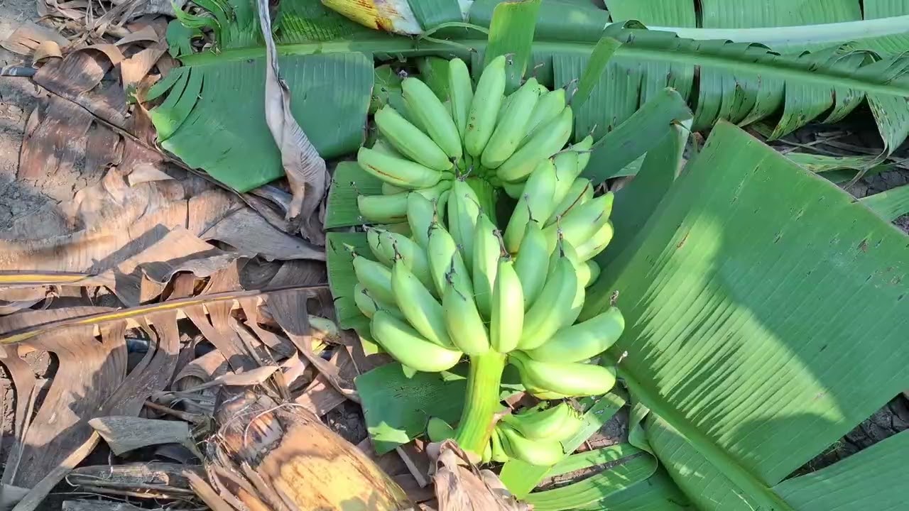 Banana farming - Banana Harvesting - Packing bananas with banana leaves 