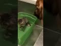 Dog Petting Cat