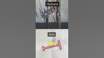 ants VS humans🤯​