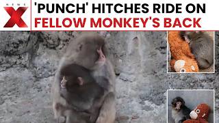 Adorable Monkey Punch Rides Fellow Macaque At Ichikawa Zoo In Viral Video Newsx