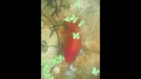 Cá 3 đuôi đầu lân