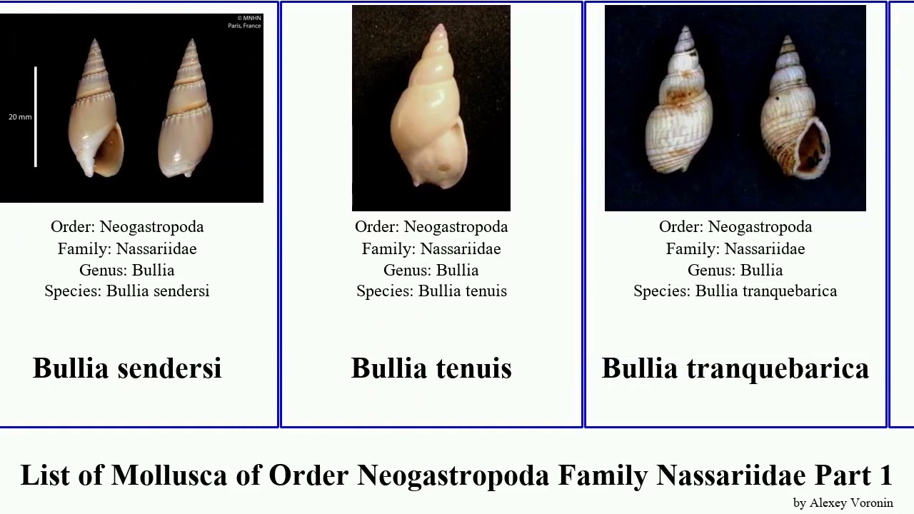 List of Mollusca of Order Neogastropoda Family Nassariidae Part 1 antillophos bullia buccinanops