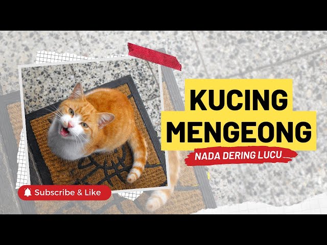 Nada Dering Terbaru Untukmu, Kucing Mengeong Beda Dari Sebelumnya class=