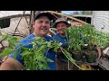 CAN WE SAVE OVERGROWN TOMATO PLANTS?