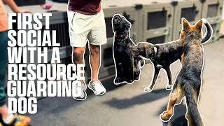 First Social with a Resource Guarding Dog