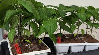 Seedling Spotlight - Jalapeno bakercreek peppers organicgardening