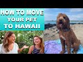 How to move your PET to HAWAII 🐾  THE COMPLETE SHORT GUIDE FOR SUCCESSFUL DOG MOVING