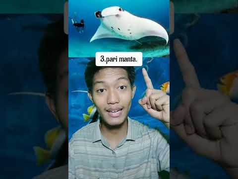 Video: Siapa yang memiliki kolam ikan usa?