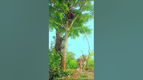leopard attack🐅 tree. #vfx #tiger #trending #viralvideo #wildlife #shorts #subscribe #youtubeshorts