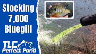 THE BEST FOOD FOR LARGEMOUTH BASS!