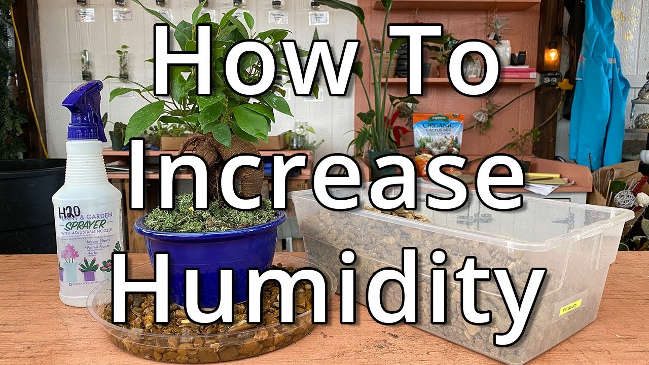 How To Increase Humidity Around Houseplants YouTube