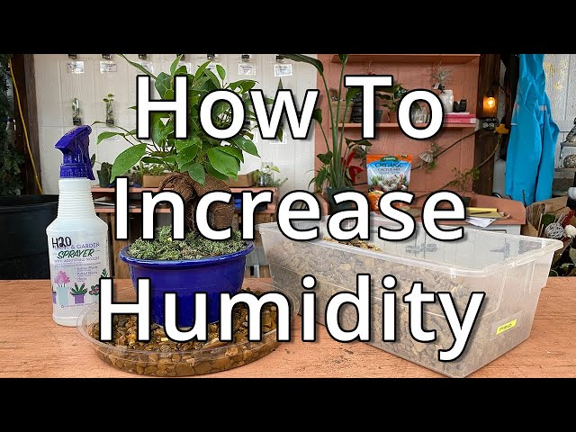 Best Way to Increase Humidity for Houseplants