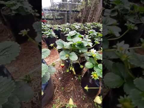 Video: Fresas para clima cálido: consejos para cultivar fresas en la zona 9