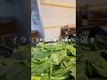 【イタリアで働く26歳】仕事風景、目線カメラ