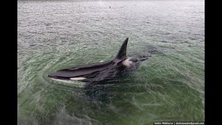 Нападение косаток на гренландского кита!!!/Killer whales (orcas) attack for the bowhead whale