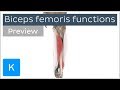 Functions of the biceps femoris muscle (preview) - Human 3D Anatomy | Kenhub