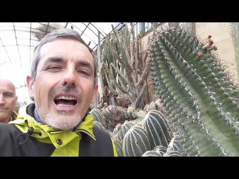 Video: Sintomi dell'antracnosi sul cactus - Come trattare il fungo antracnoso nel cactus