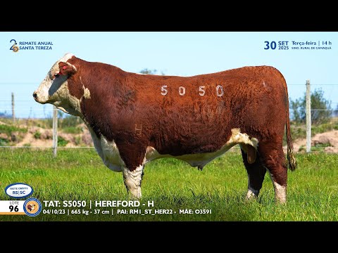 LOTE 96 TAT TES5050 HEREFORD Est  Sta Tereza