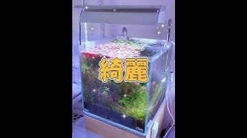 Thumbnail of アクアリウムお金がかかったもの3選 aquarium aquascaping aquaticplants 水槽 熱帯魚 ペット アロワナ メダカ #shorts