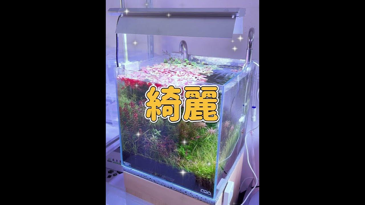アクアリウムお金がかかったもの3選 aquarium aquascaping aquaticplants 水槽 熱帯魚 ペット アロワナ メダカ #shorts アクアリウムお金がかかったもの3選 aquarium aquascaping aquaticplants 水槽 熱帯魚 ペット アロワナ メダカ #shorts