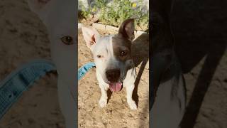 Bolo bhai Bolo#dogshorts #pitbull #viral #funny