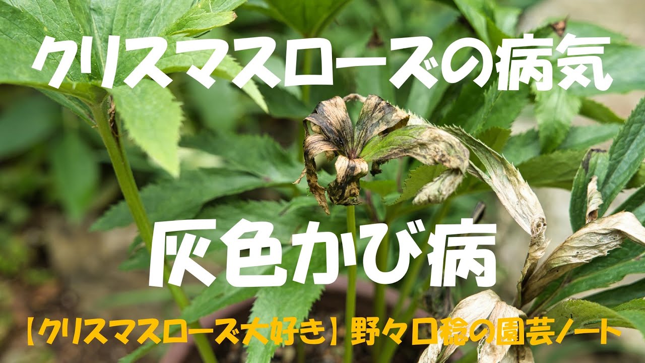 クリスマスローズの病気 灰色かび病 Youtube
