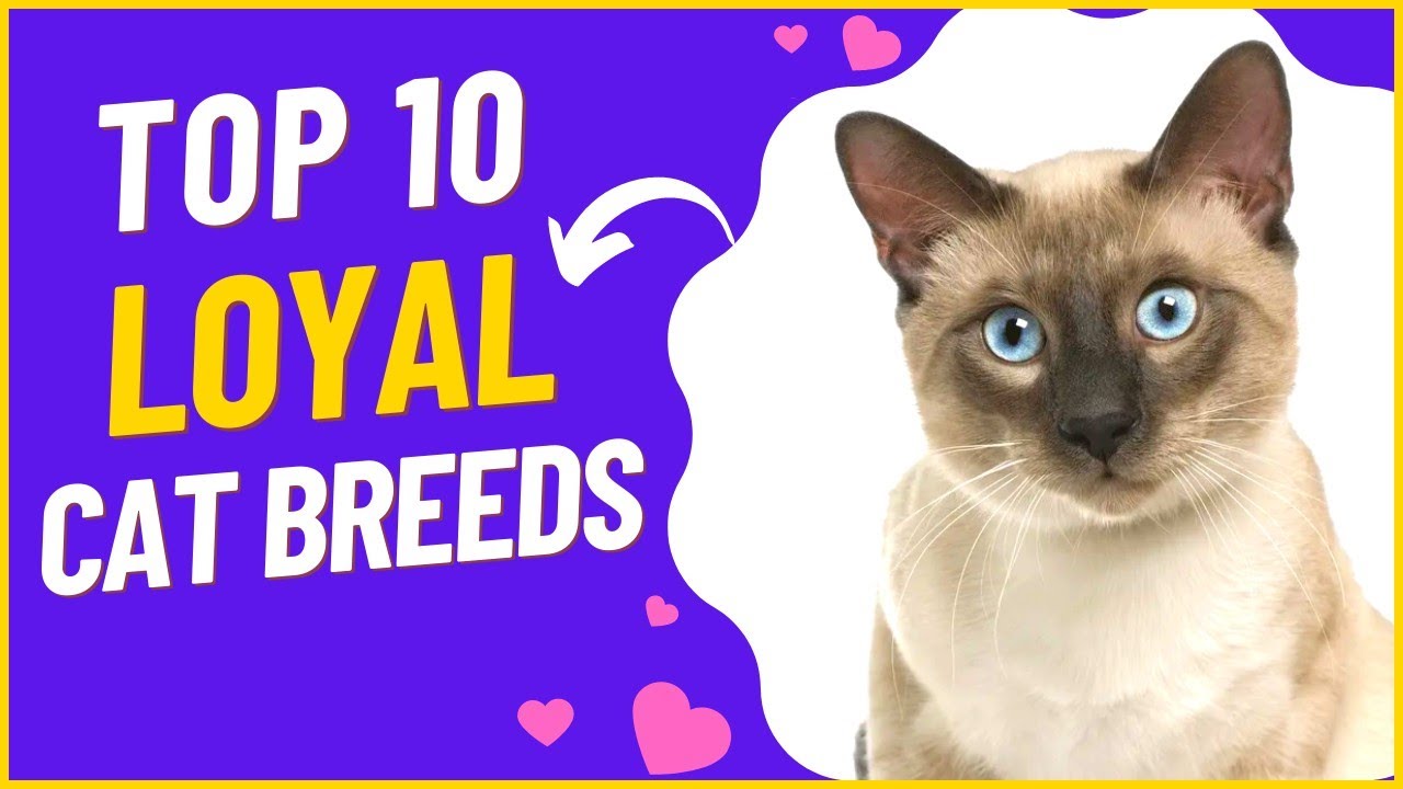 Top 10 Loyal Cat Breeds Friendliest Cat Breeds Cats With Good Top 10 Loyal Cat Breeds Friendliest Cat Breeds Cats With Good