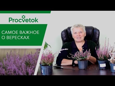 Видео: Растения-компаньоны вереска для сада: узнайте, что сажать рядом с вереском