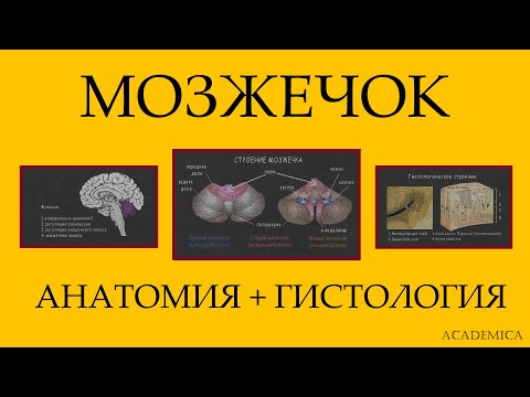 Видео: Факты, функции, местоположение и нарушения мозжечка