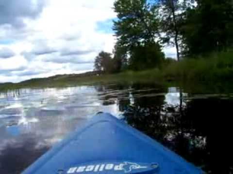 Nancy Today: Kayaking through pickerel weeds