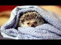 Hedgehogs vs. Politicians :: You Decide