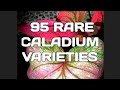 95 Rare Caladium Varieties / Gabi-gabi / Caladium Cultivar