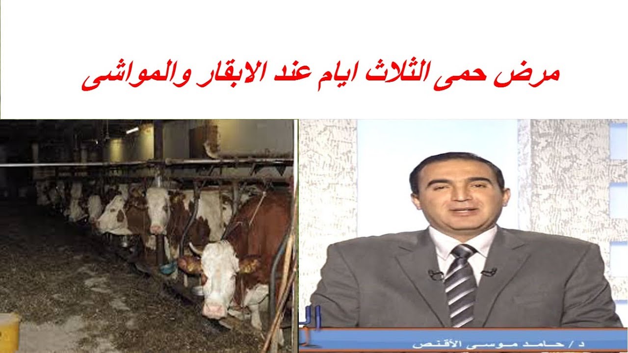 مرض حمى الثلاث ايام عند الابقار والمواشى الاسباب والاعراض وطرق الوقاية والعلاج