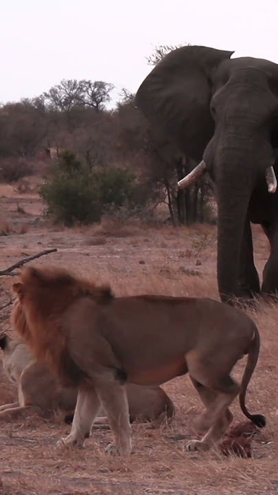 Bull Elephant Attacks Lions #shorts
