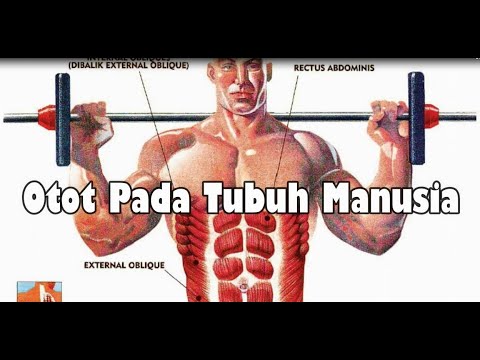 Video: Berapa Banyak Otot Yang Ada Di Tubuh Manusia? Ditambah Diagram