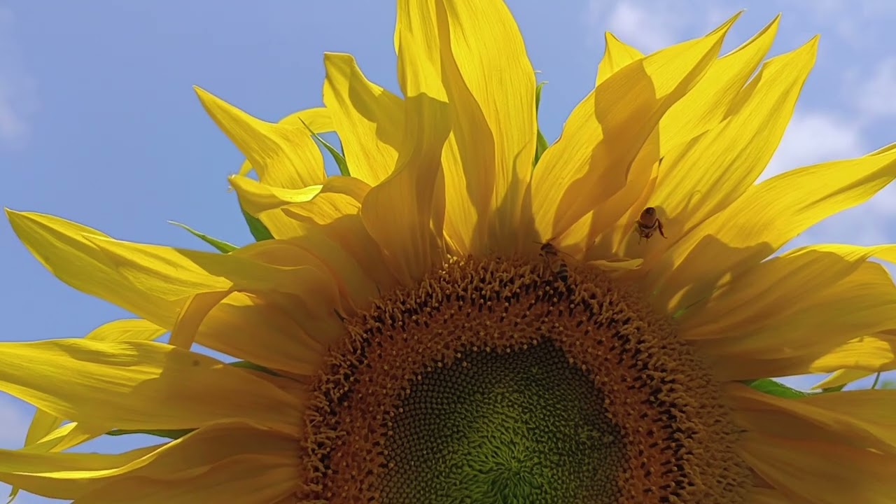Amazing Bees Lifestyle
